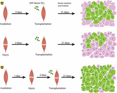 Transplantation to study satellite cell heterogeneity in skeletal muscle